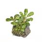 Preview: Bucephalandra pygmaea 'Bukit Kelam'